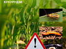 Ківсяки, дротяники, личинки західного жука — не час закривати очі!